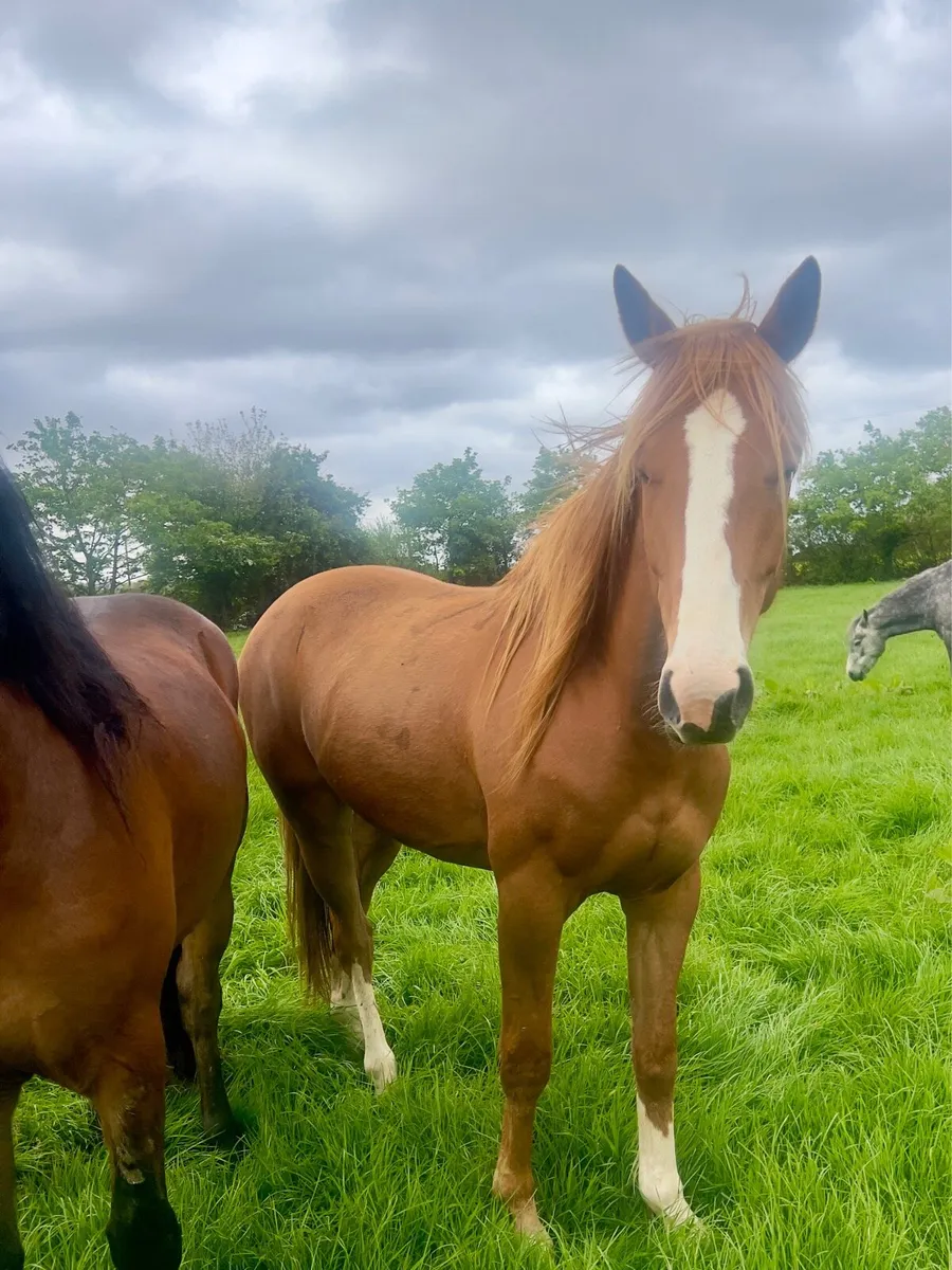 4 year old gelding (hit the diff) - Image 4