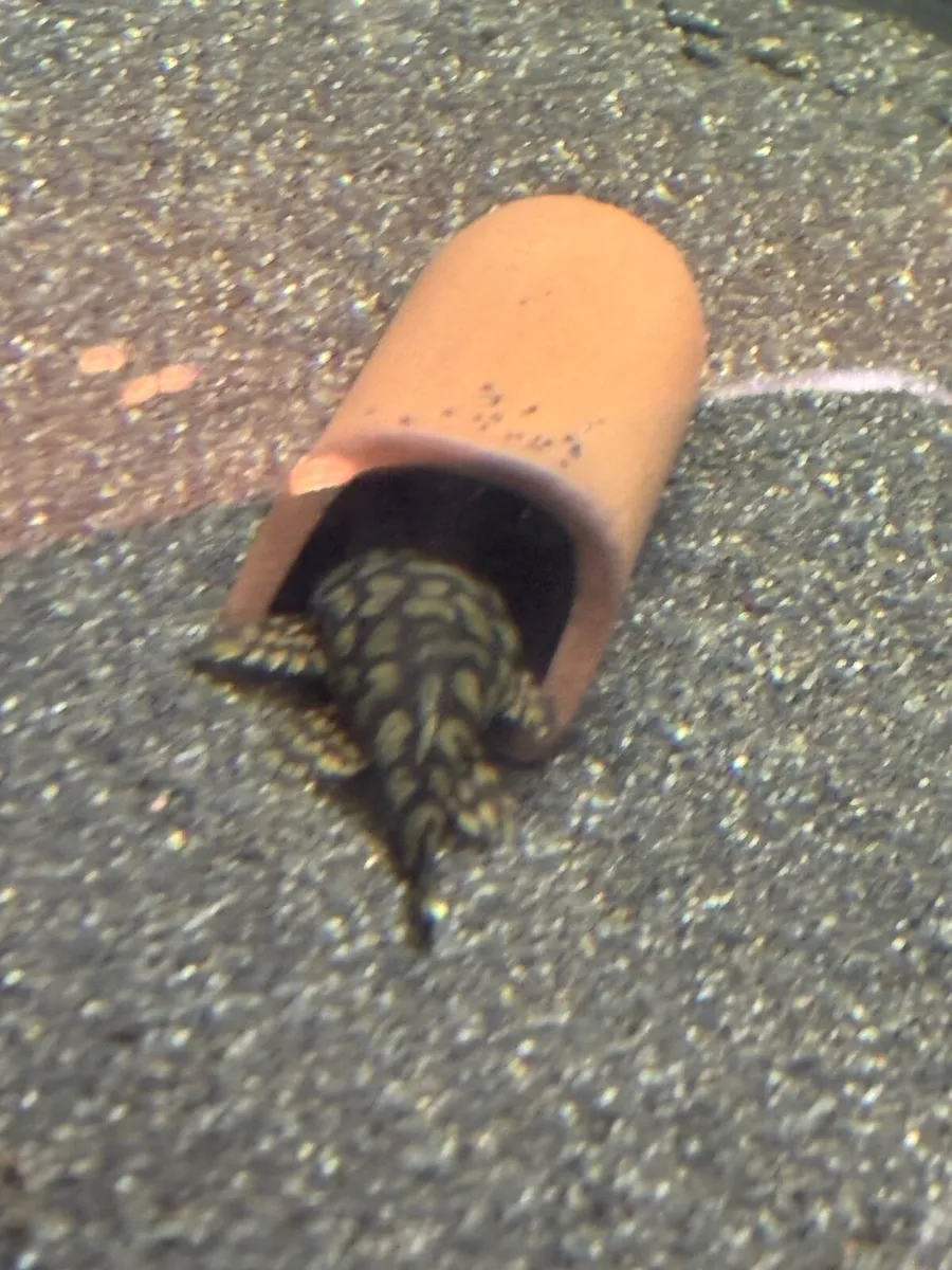 Rare L519 honeycomb pleco - Image 2