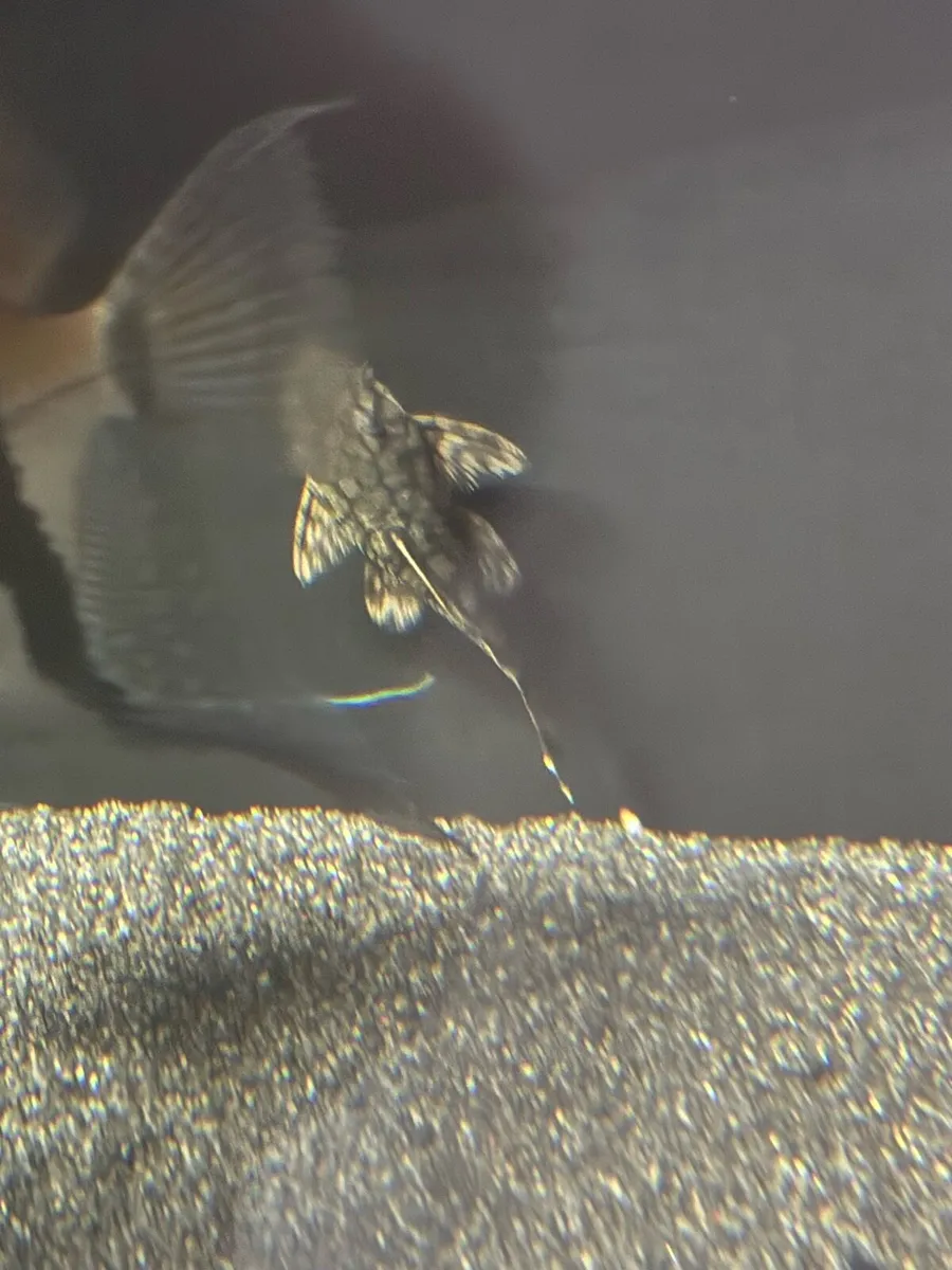 Rare L519 honeycomb pleco - Image 1