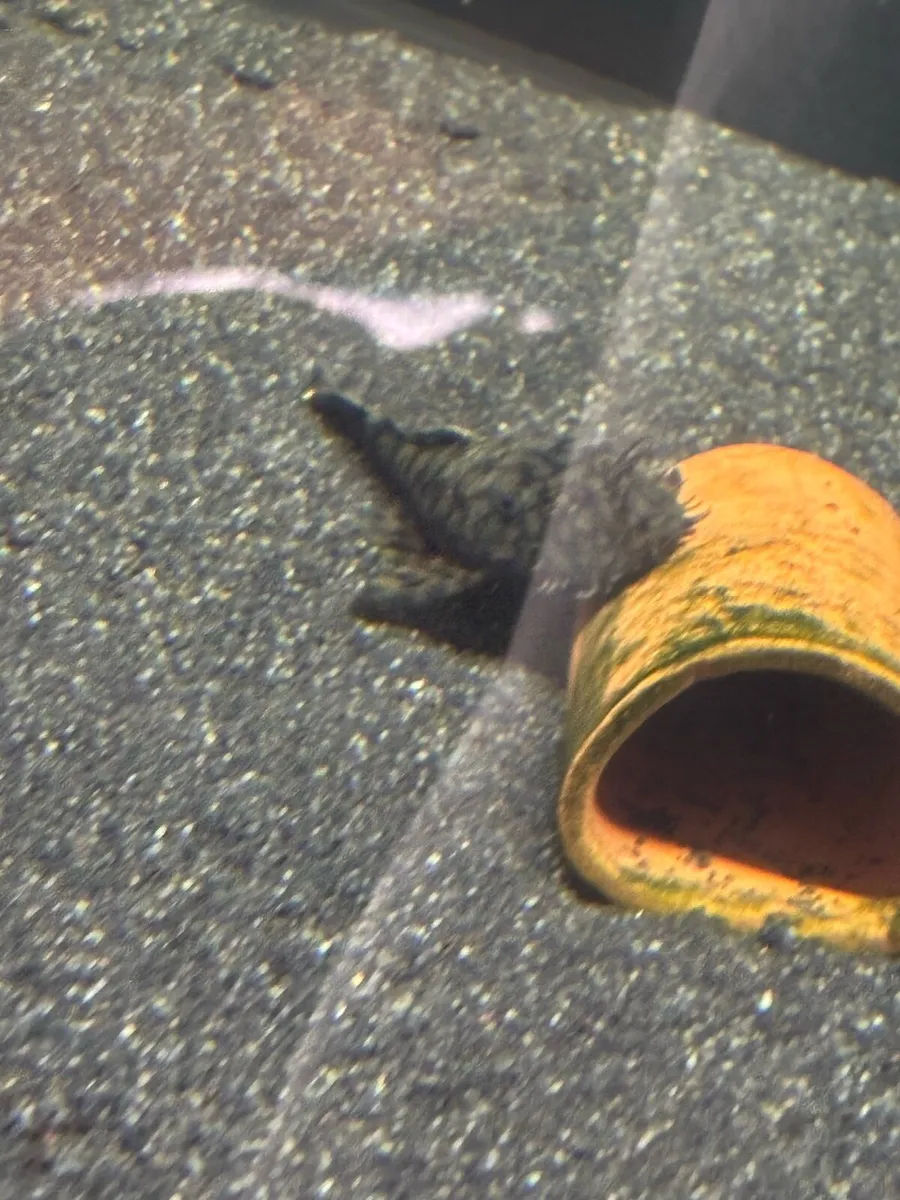 Rare L519 honeycomb pleco - Image 3