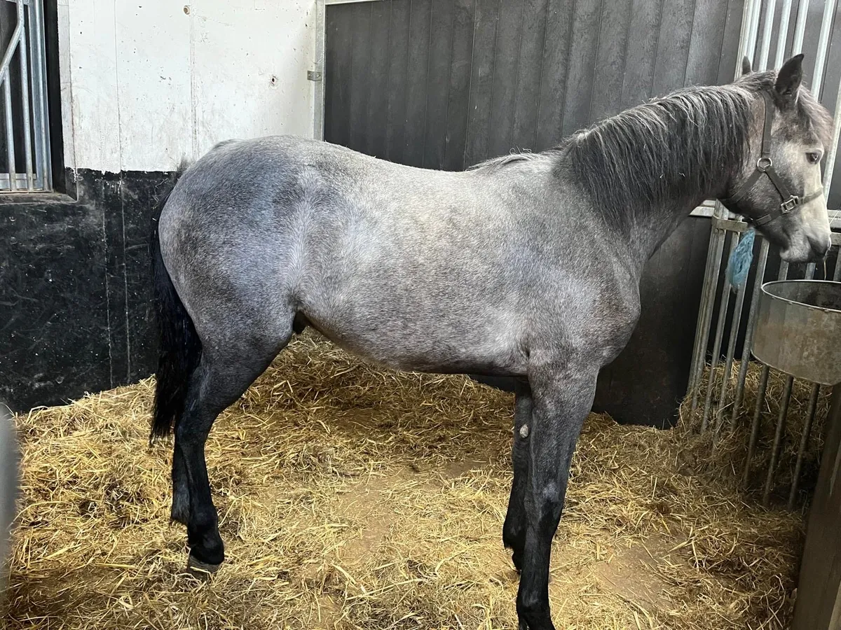 ❕❗️Two Yearling Colts and Yearling filly ❗️❕ - Image 4