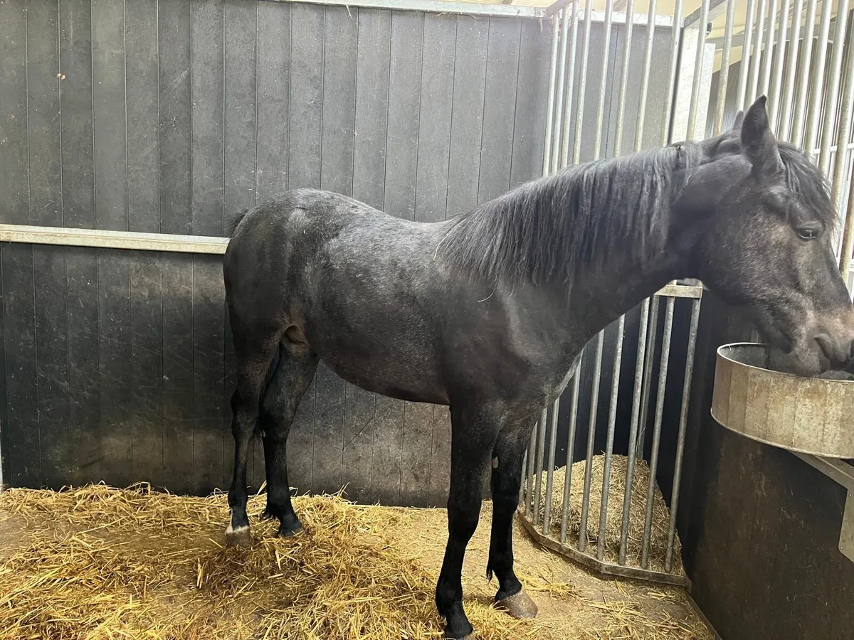 ❕❗️Two Yearling Colts and Yearling filly ❗️❕ - Image 2