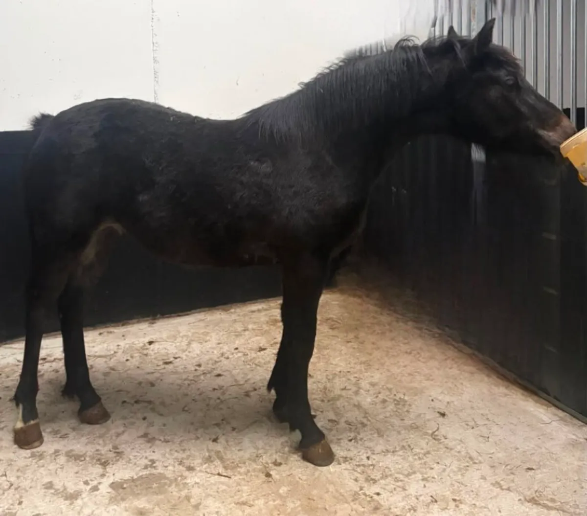 ❕❗️Two Yearling Colts and Yearling filly ❗️❕ - Image 3