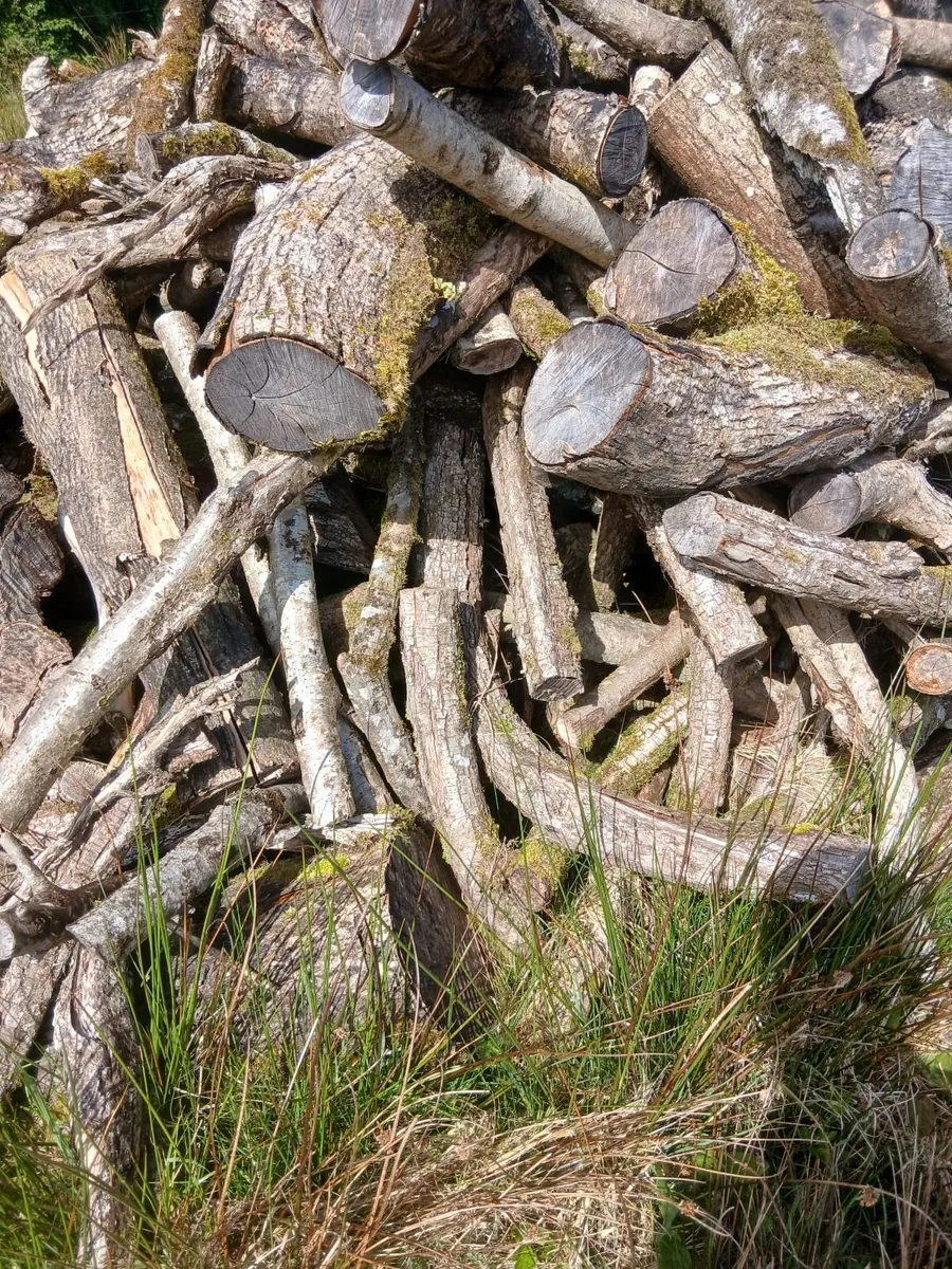 Fire wood - Image 1