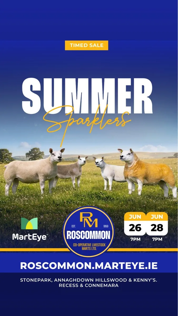 🌟🐑 SUMMER SPARKLERS PEDIGREE TEXEL SALE 🐑🌟