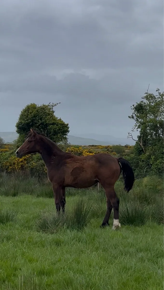 OBOS Quality 004 Colt - Image 1