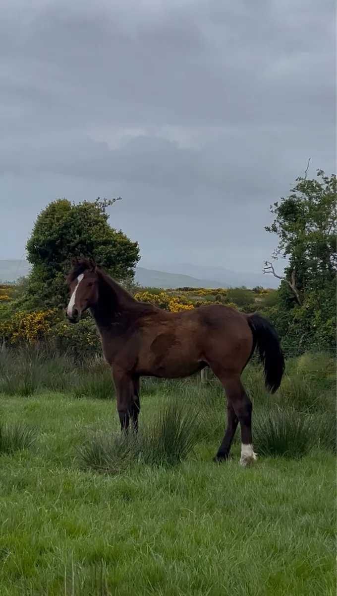 OBOS Quality 004 Colt - Image 2