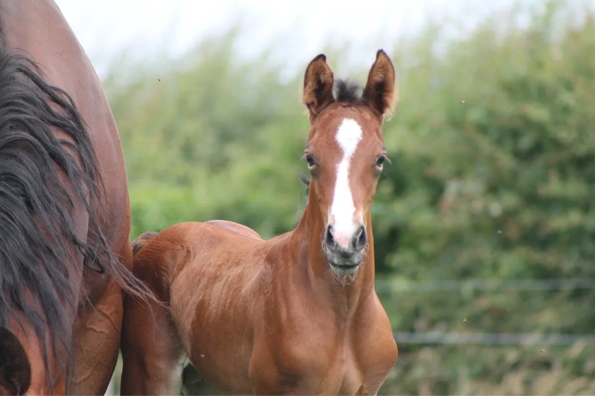 OBOS Quality 004 Colt - Image 4