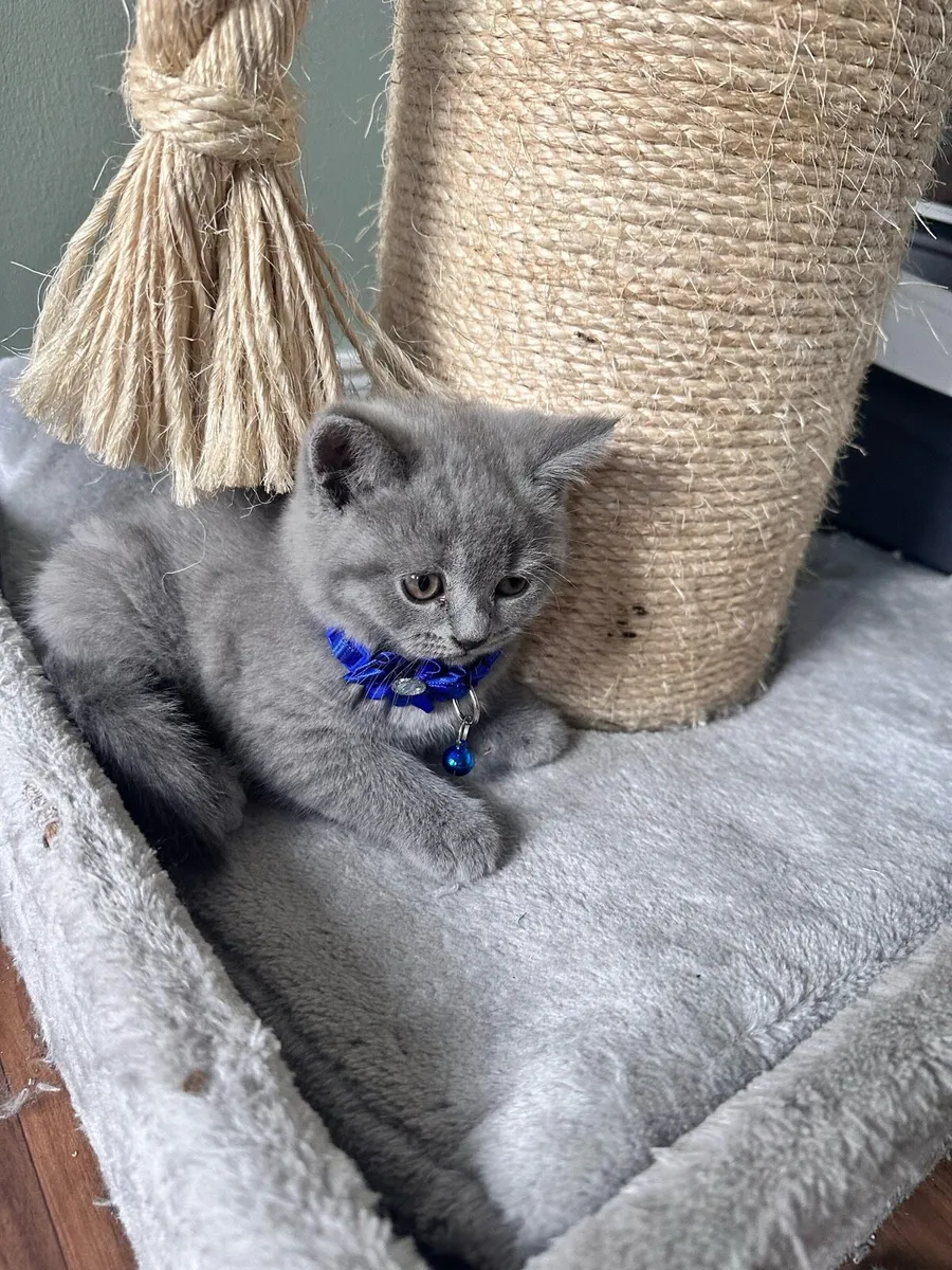 British shorthair kittens - Image 3