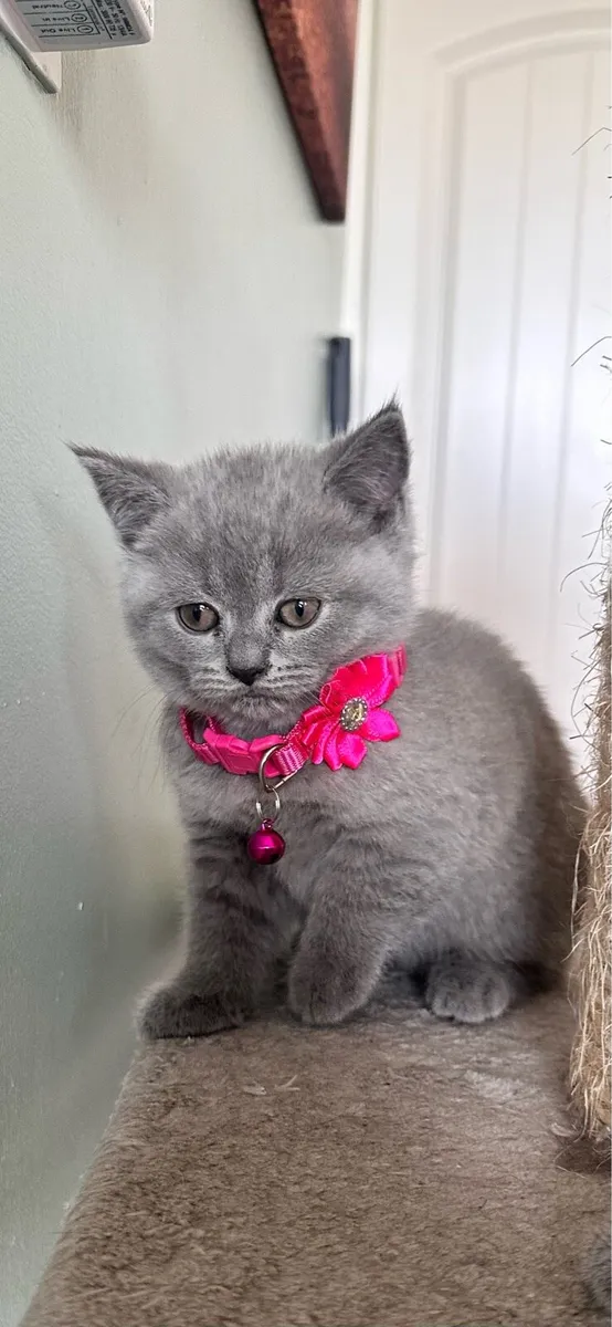 British shorthair kittens - Image 4