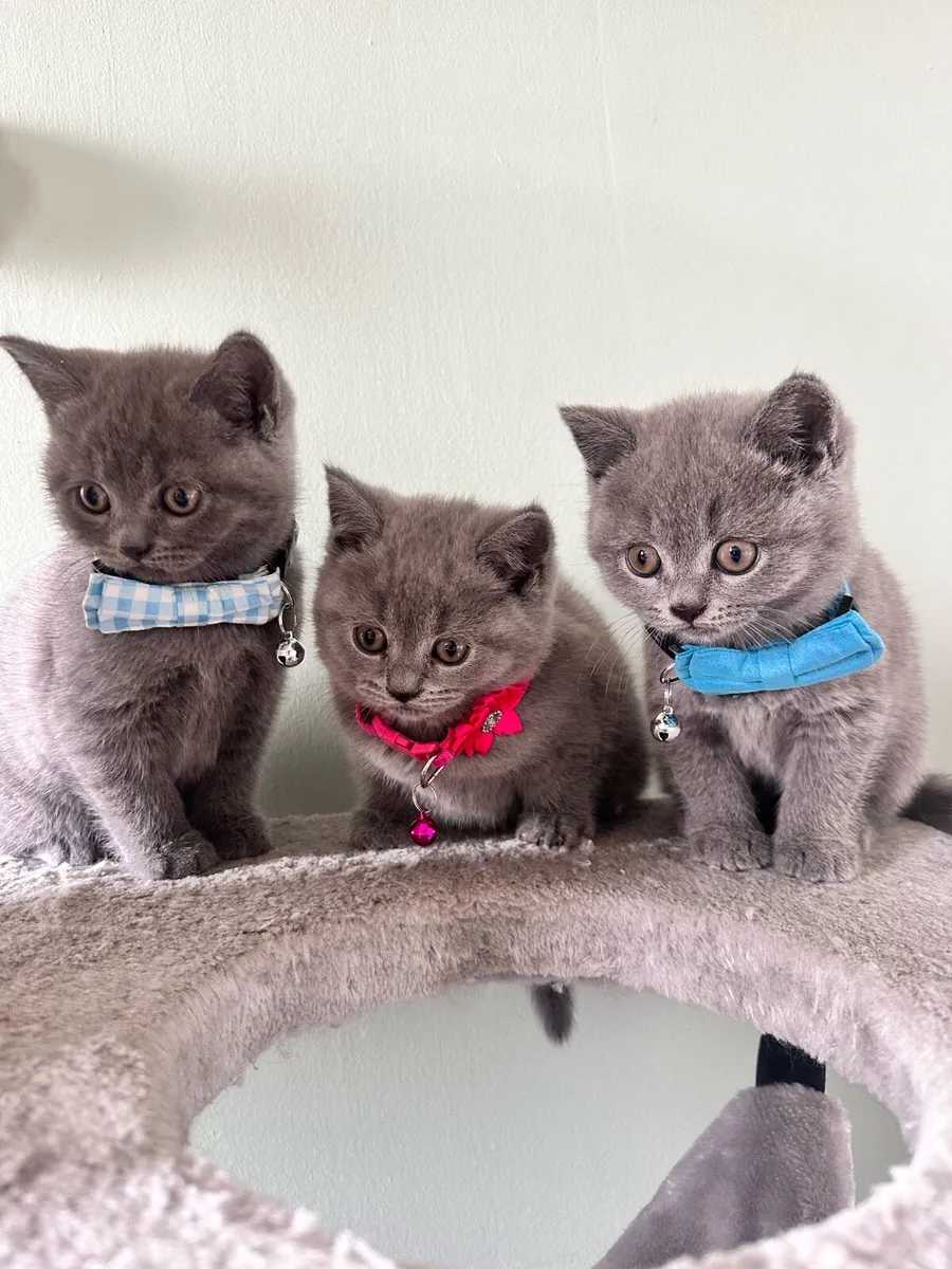 British shorthair kittens - Image 1