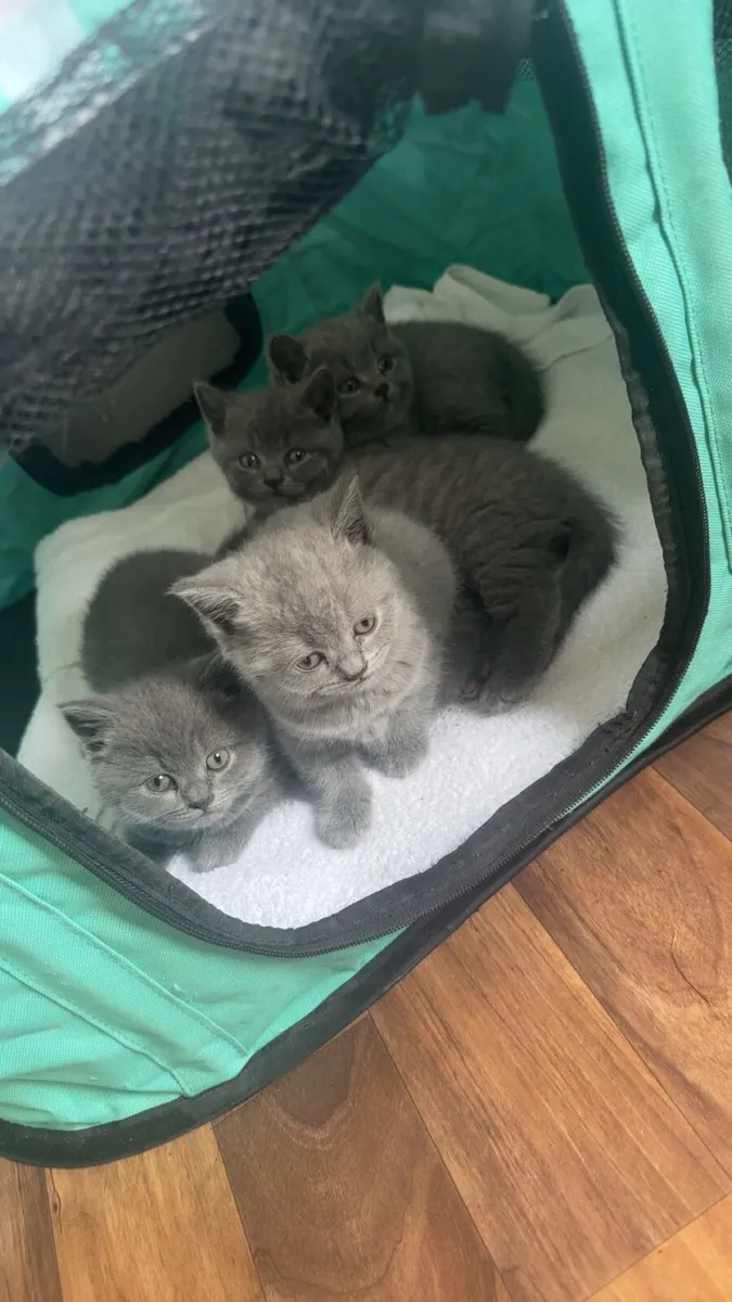 British shorthair kittens - Image 2