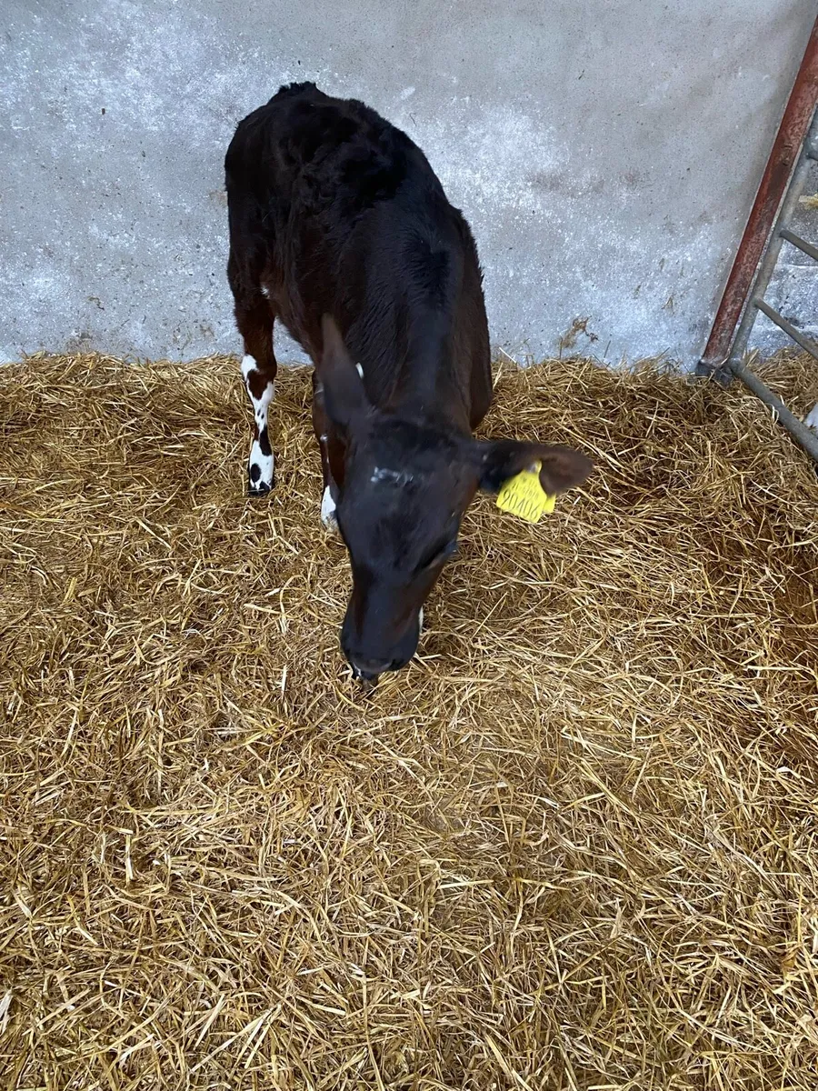 Friesien heifer calf - Image 2