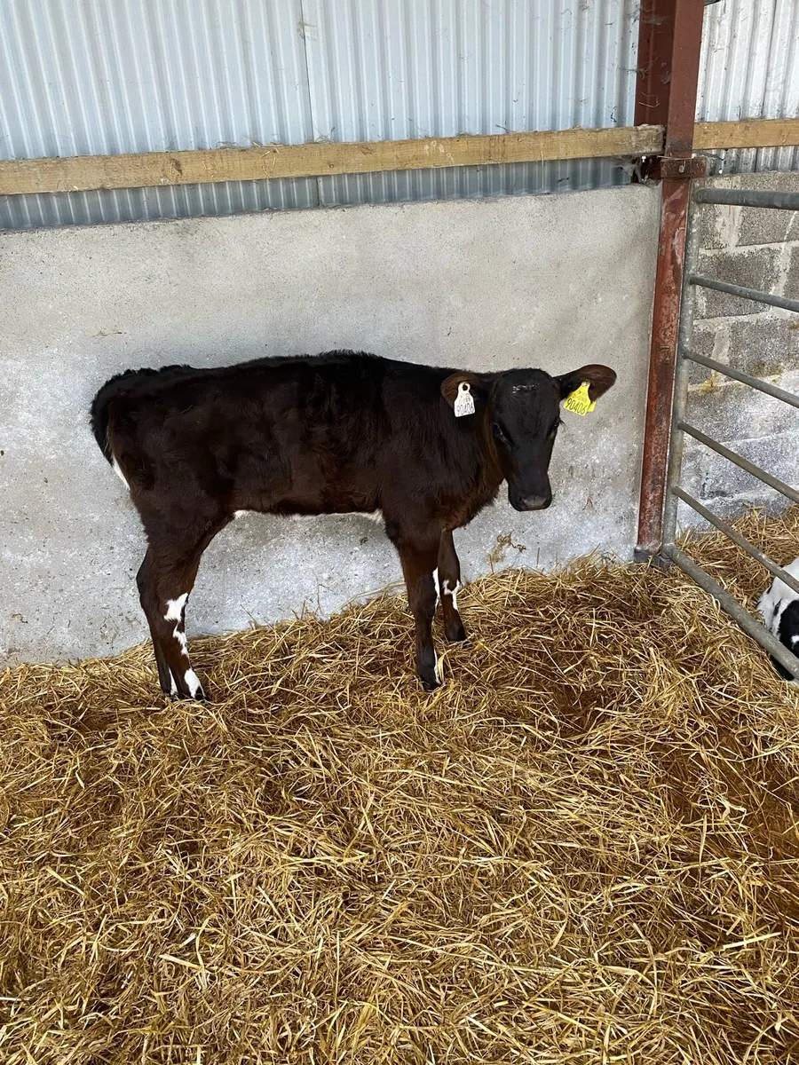 Friesien heifer calf - Image 3