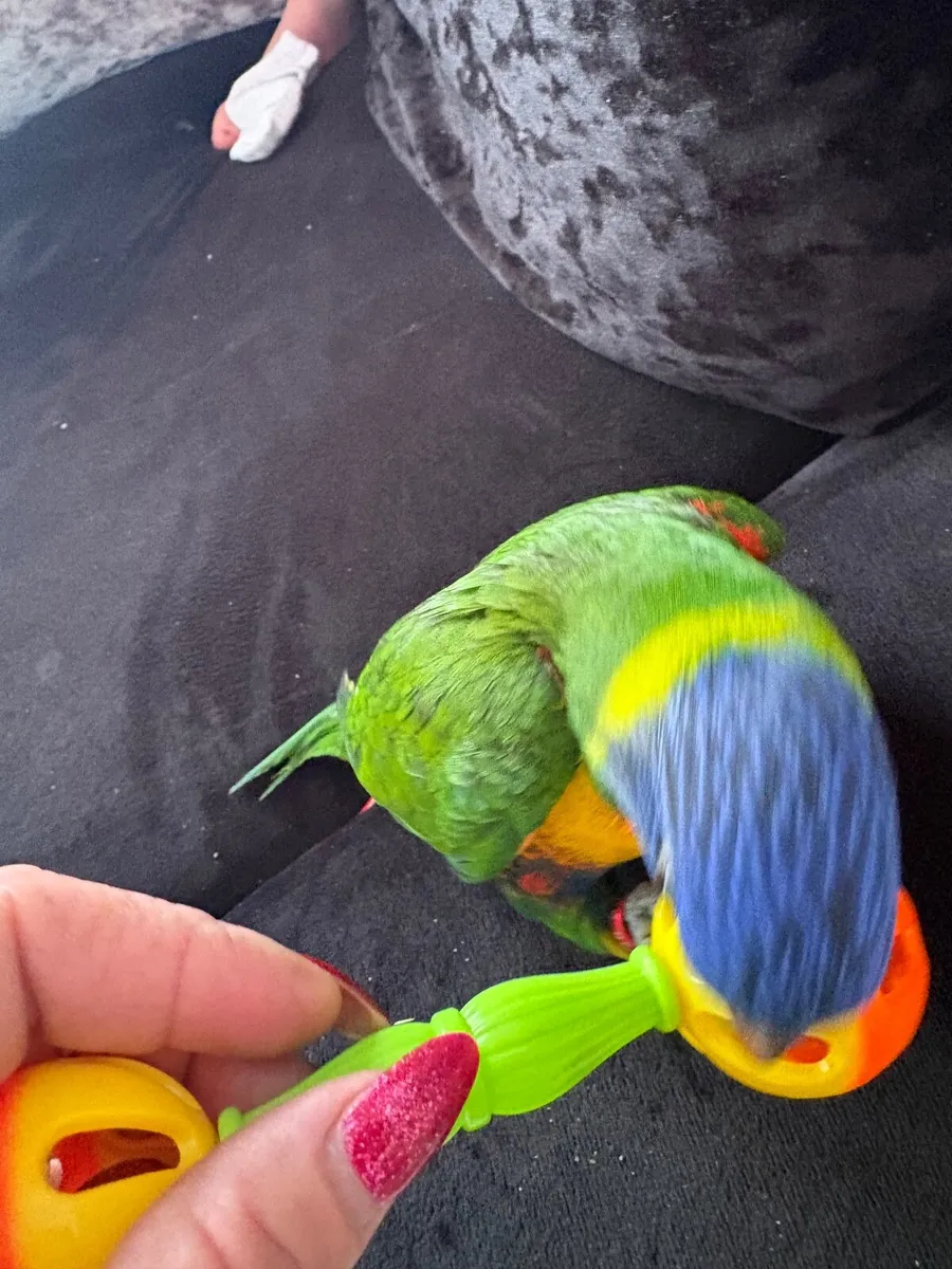 Rainbow Lorikeet - Image 1