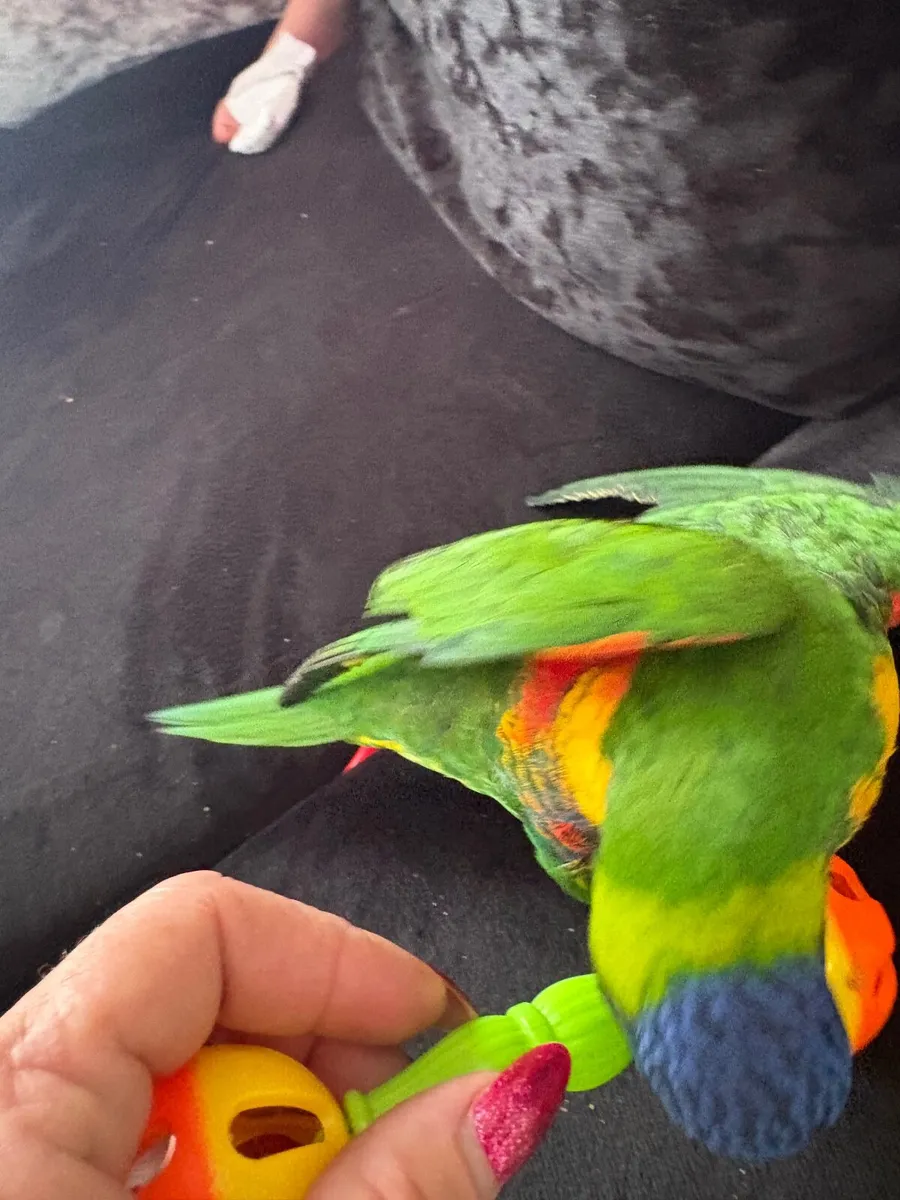 Rainbow Lorikeet - Image 2