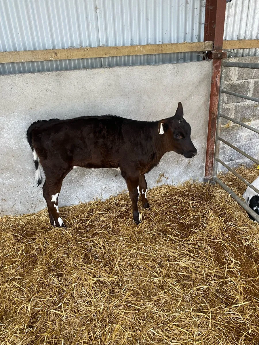 Friesien heifer calf - Image 1
