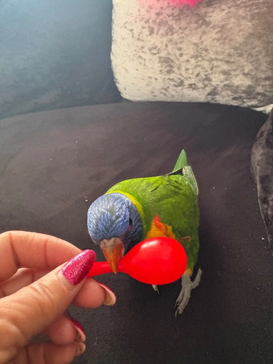 Rainbow Lorikeet - Image 3