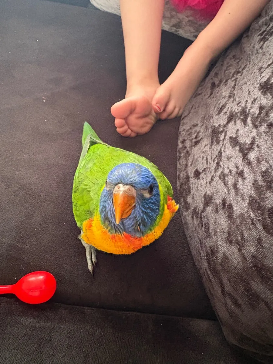 Rainbow Lorikeet - Image 4