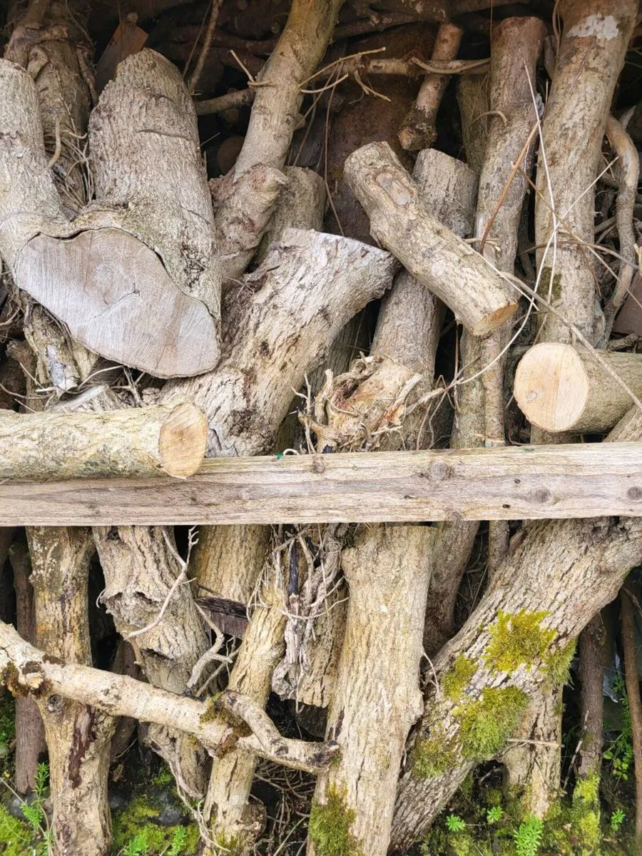 Firewood Logs