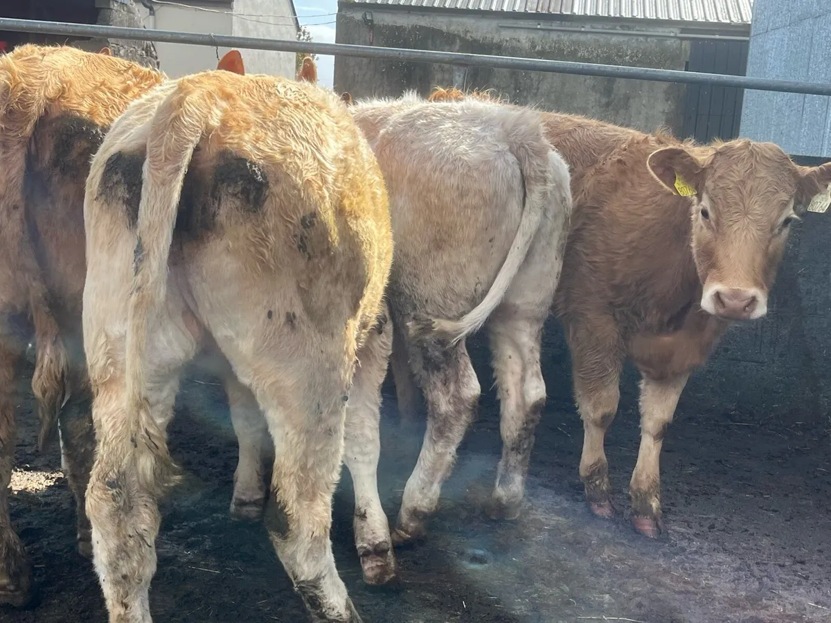 Charolais Heifers - Image 3