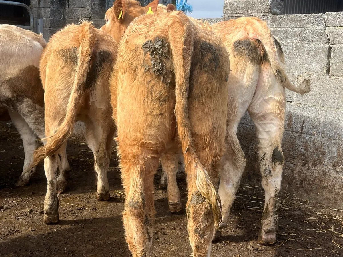 Charolais Heifers - Image 4