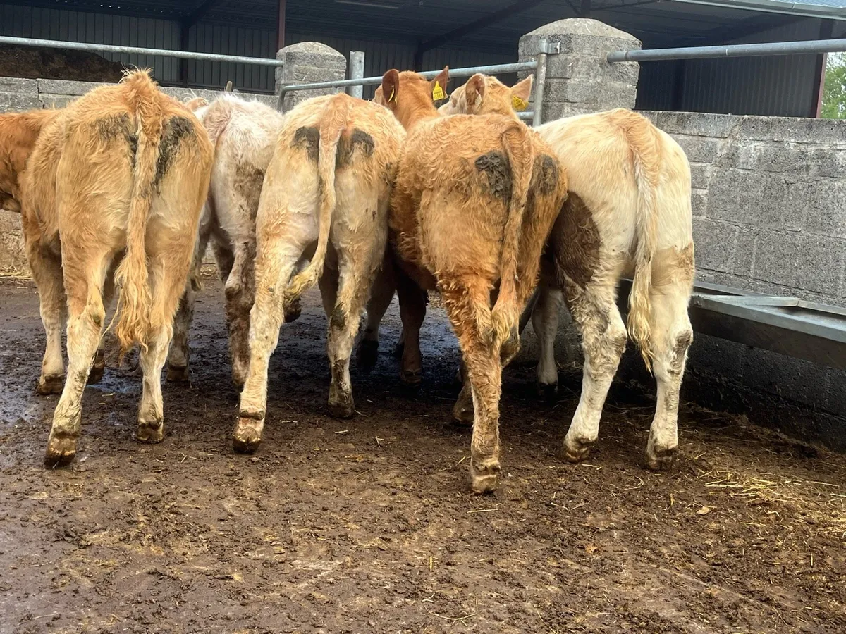 Charolais Heifers - Image 1
