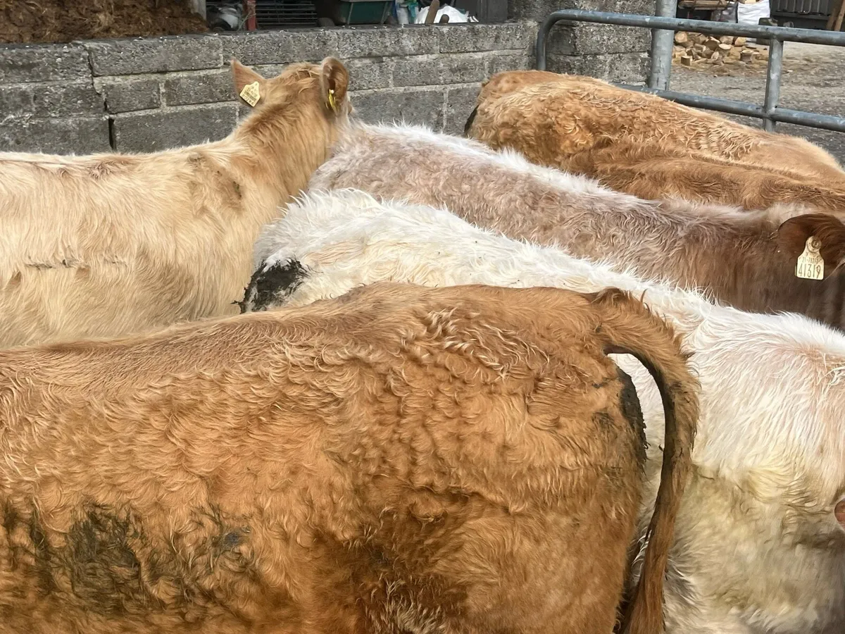 Charolais Heifers - Image 2