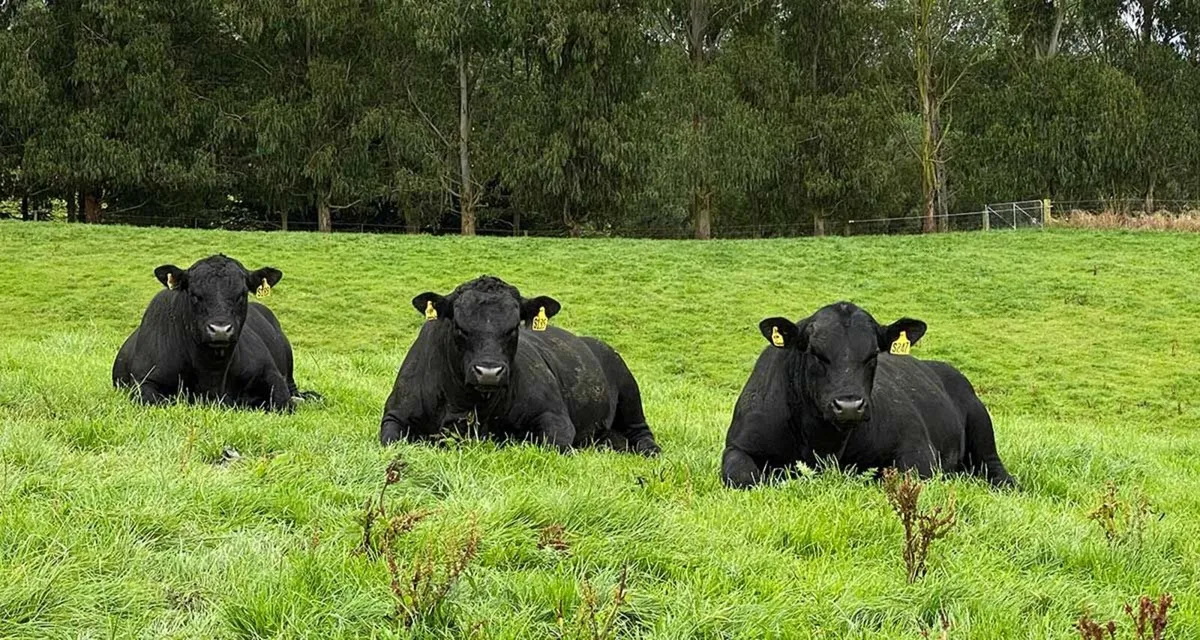 AA bulls