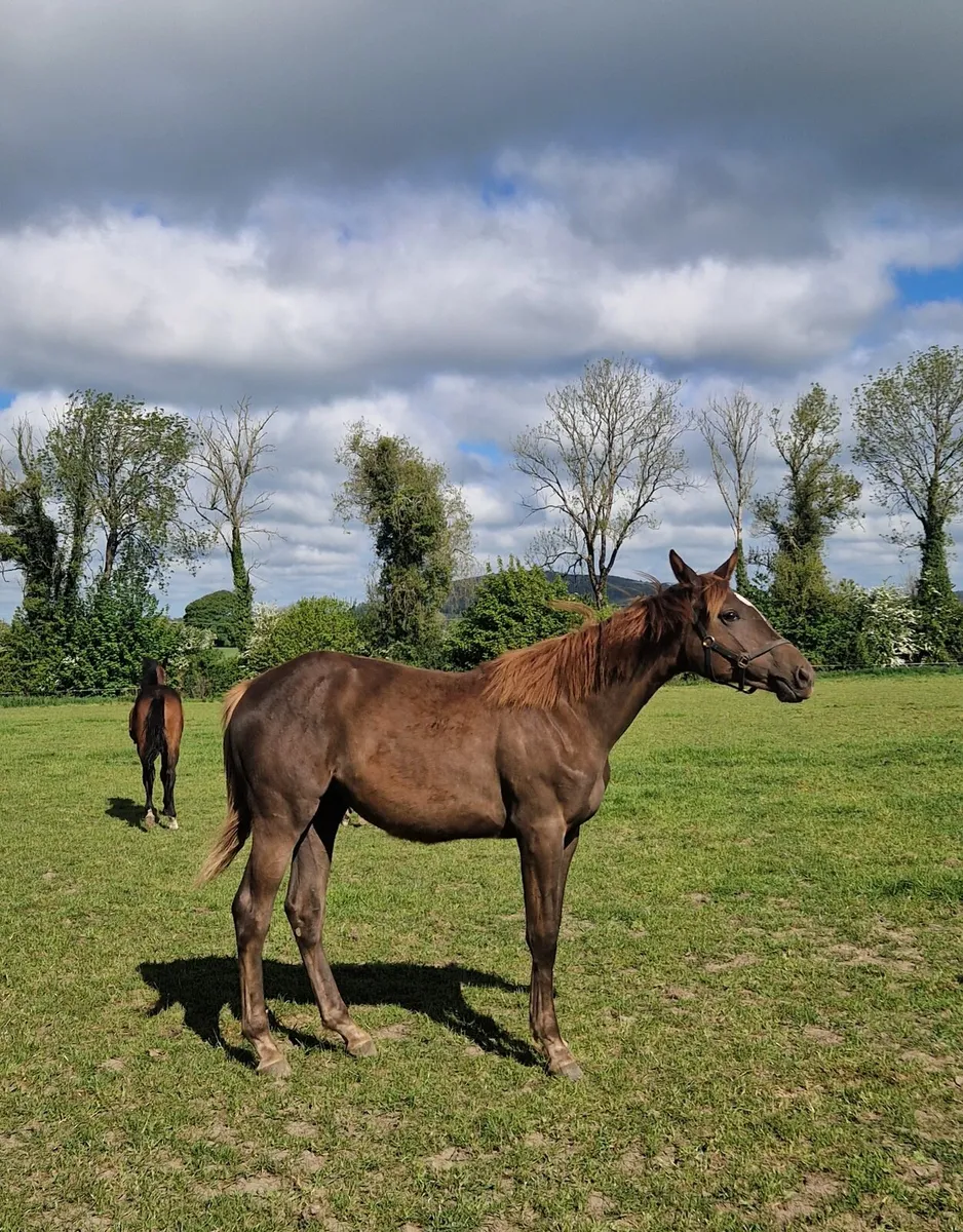 Yearling Filly - Image 1