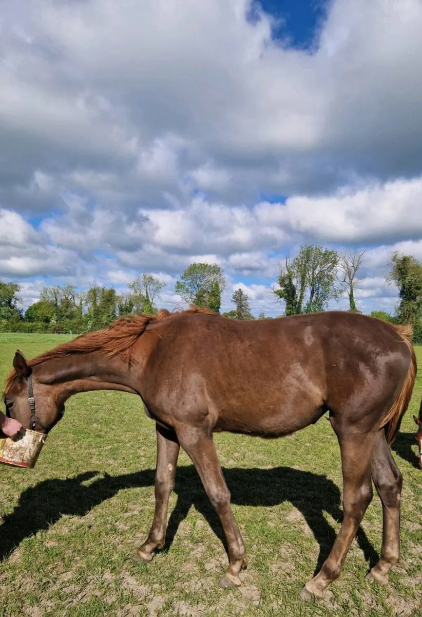 Yearling Filly - Image 2