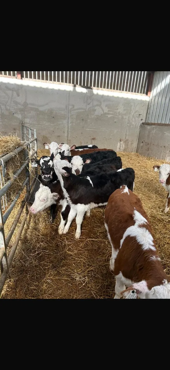 HE calves this Saturday in New Ross mart - Image 1