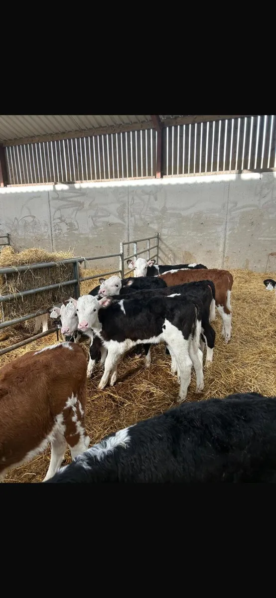 HE calves this Saturday in New Ross mart - Image 2