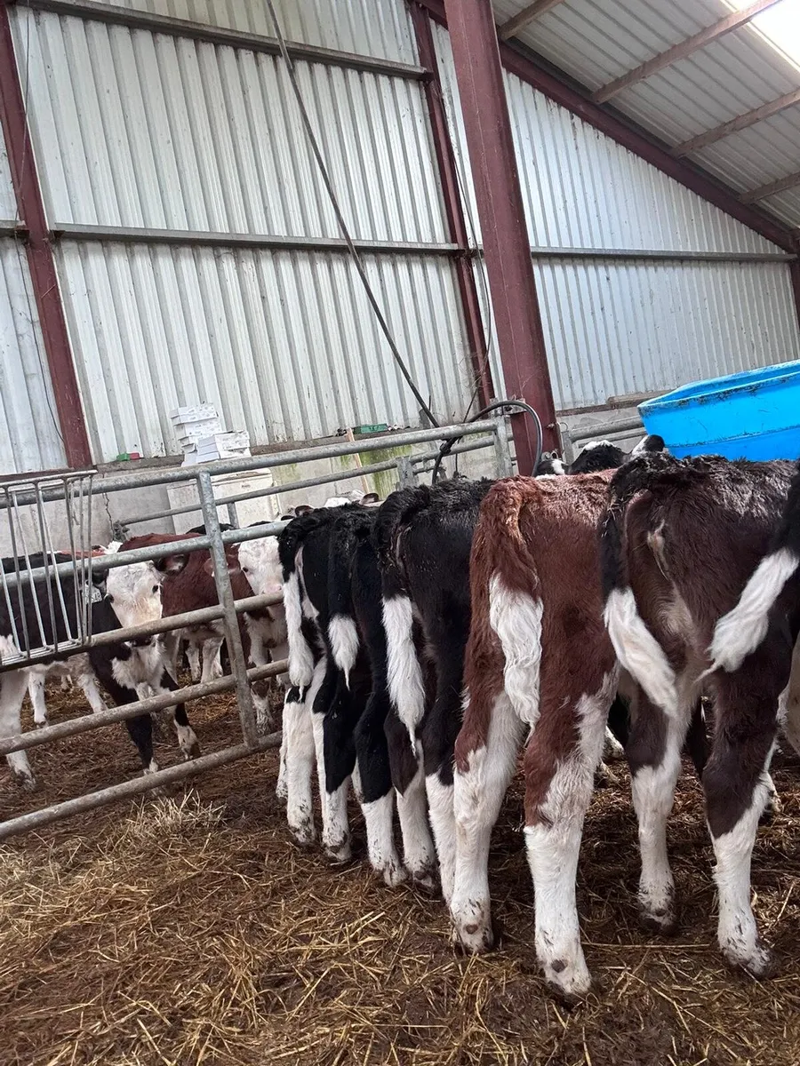HE calves this Saturday in New Ross mart - Image 3