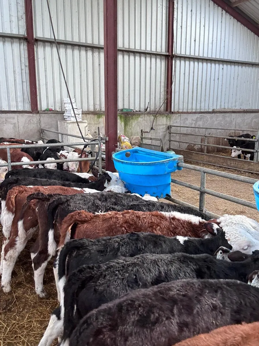 HE calves this Saturday in New Ross mart - Image 4