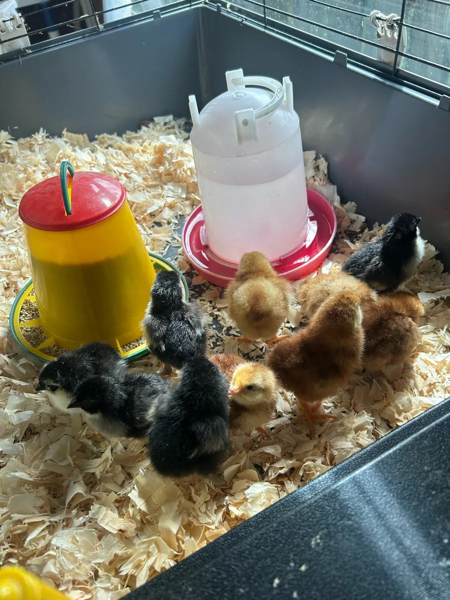 Chicks - Image 1