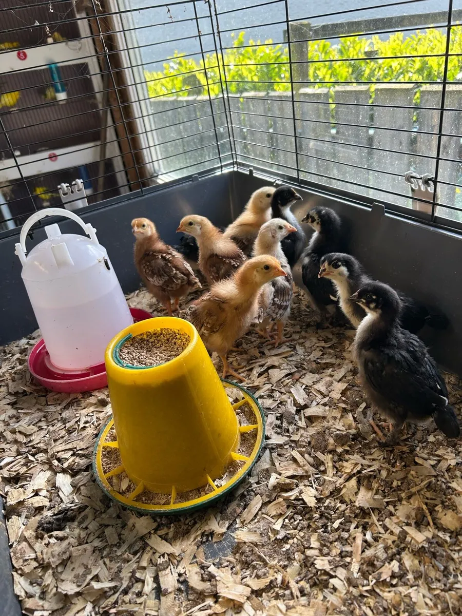 Chicks - Image 2