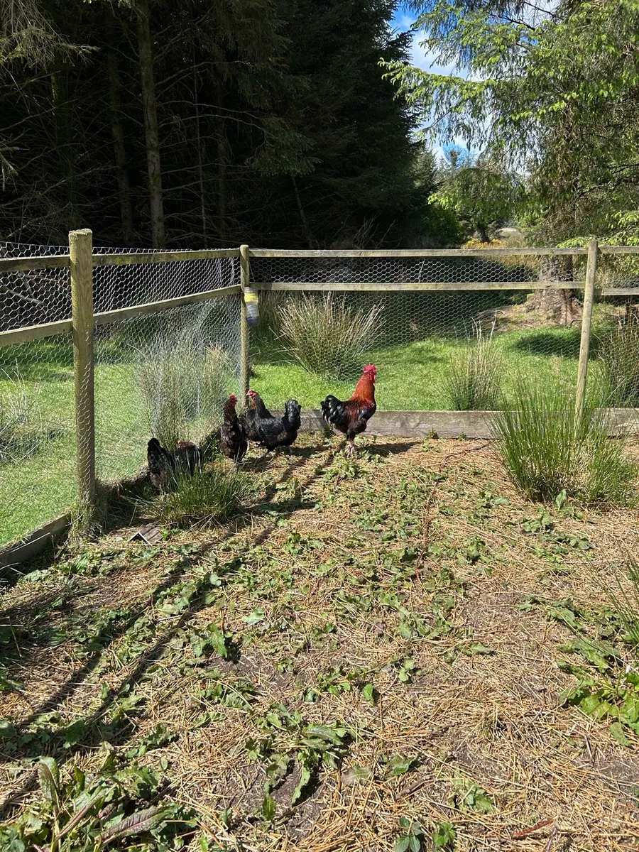 Chicks - Image 3