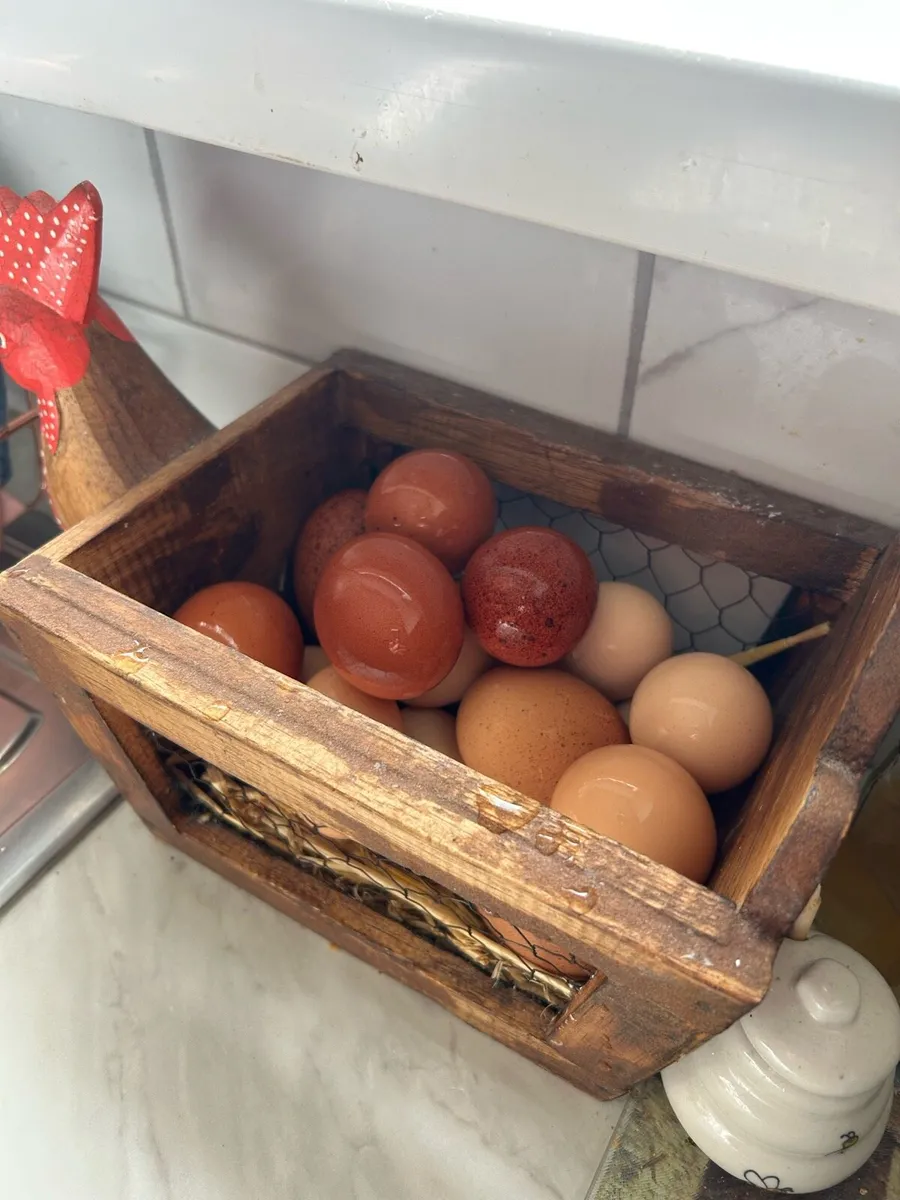 Chicks - Image 4