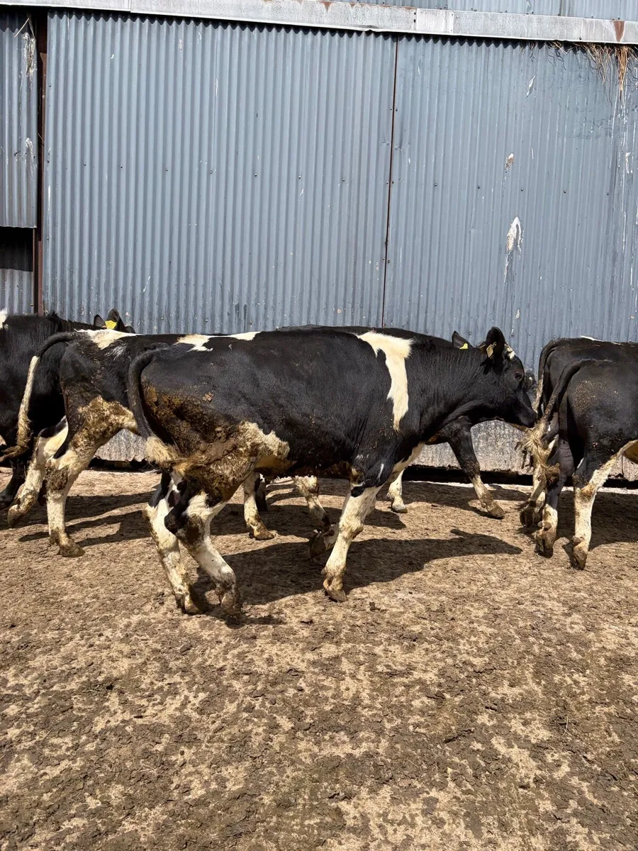 Pedigree registered friesian bulls - Image 1