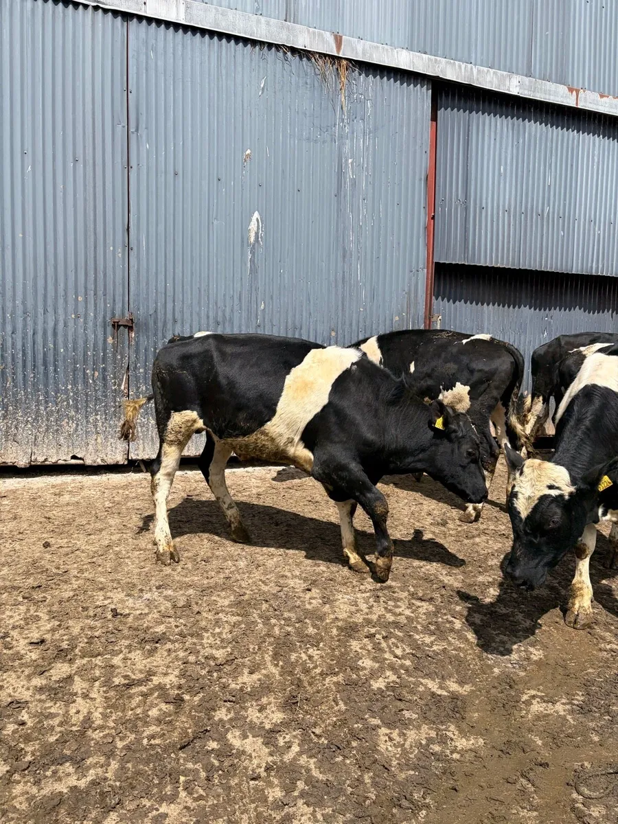 Pedigree registered friesian bulls - Image 2
