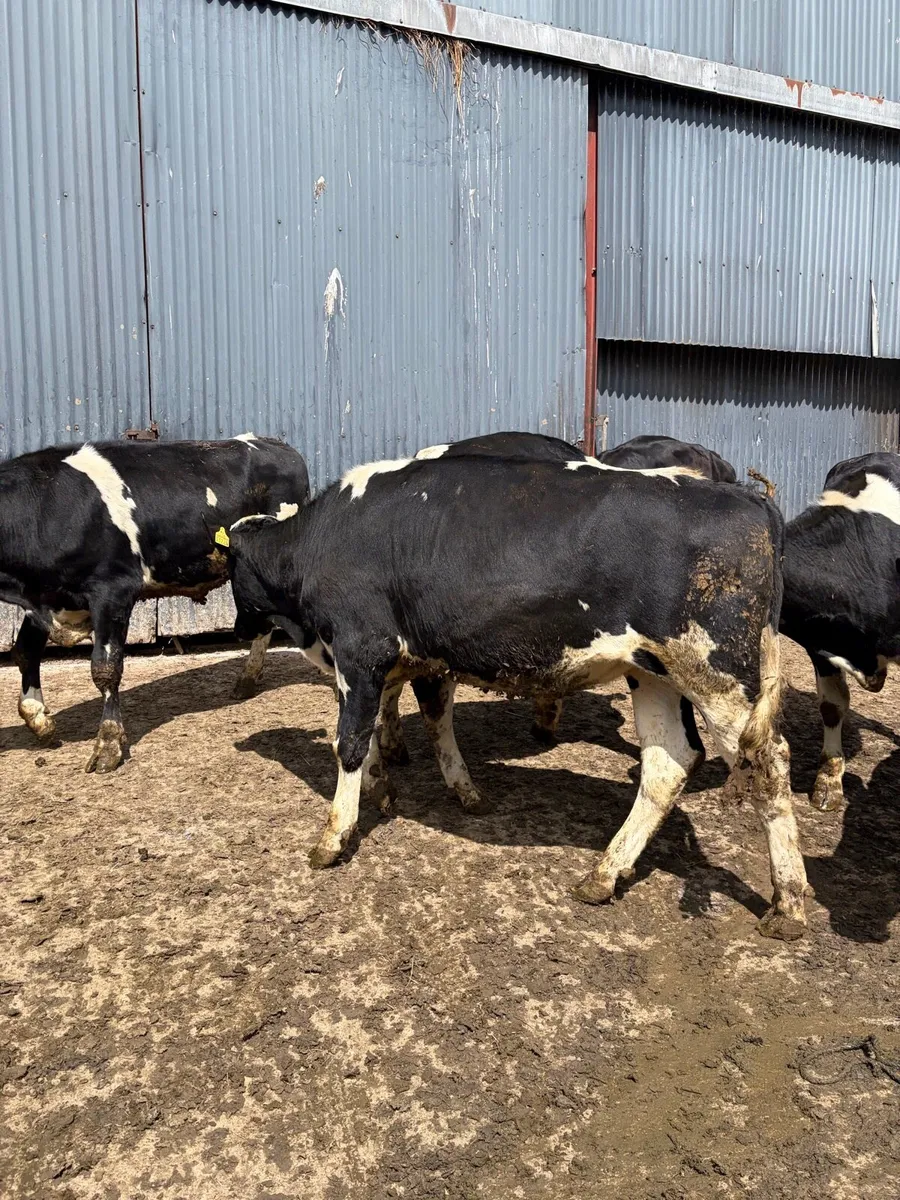 Pedigree registered friesian bulls - Image 3