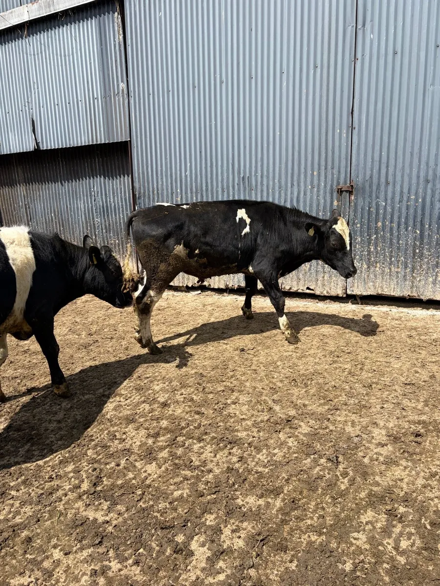 Pedigree registered friesian bulls - Image 4