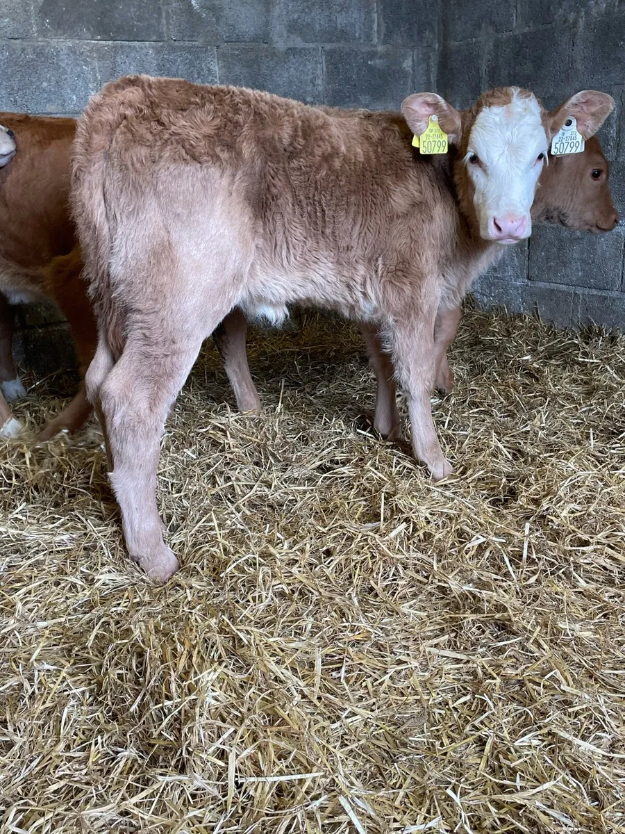 Charolais Heifer Calf - Image 2