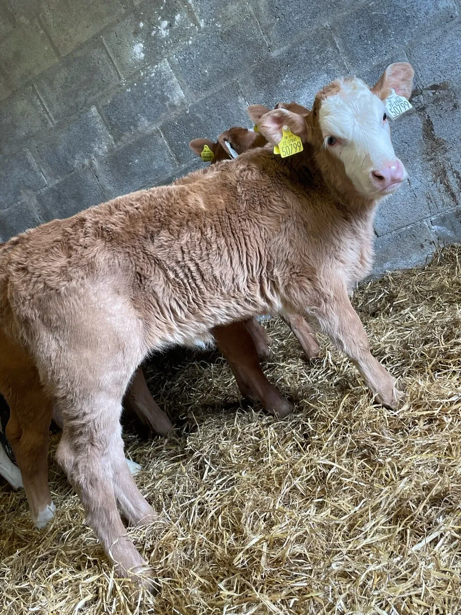 Charolais Heifer Calf - Image 1