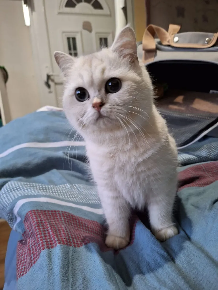Kitten britishshorthair male - Image 4