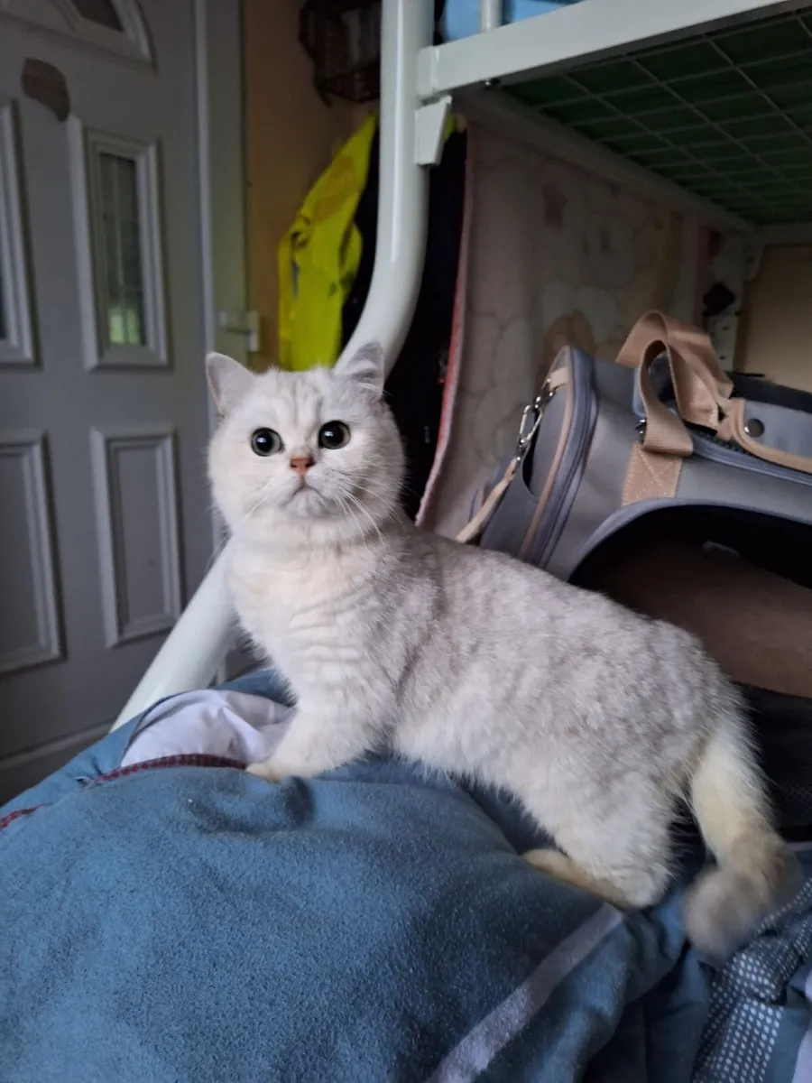 Kitten britishshorthair male - Image 2