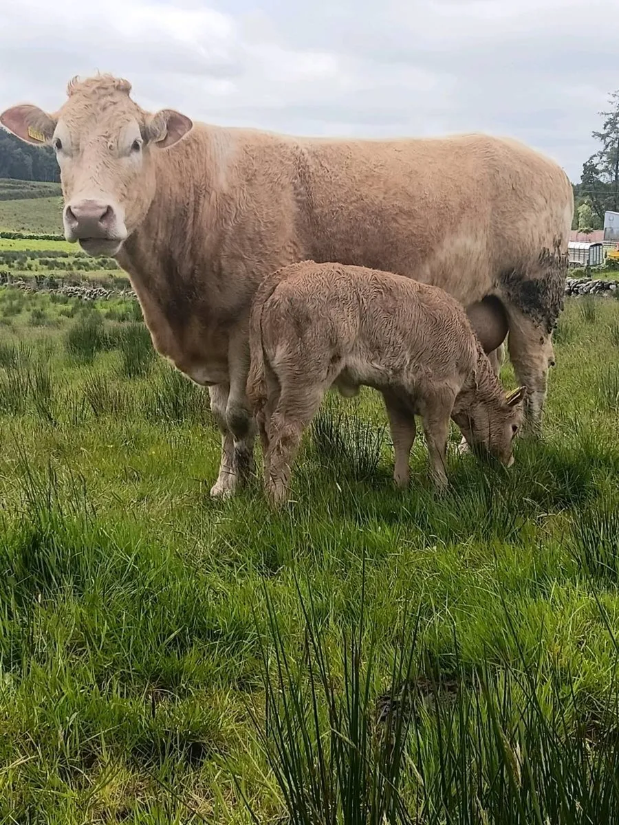 Cow,s with calves at foot - Image 1
