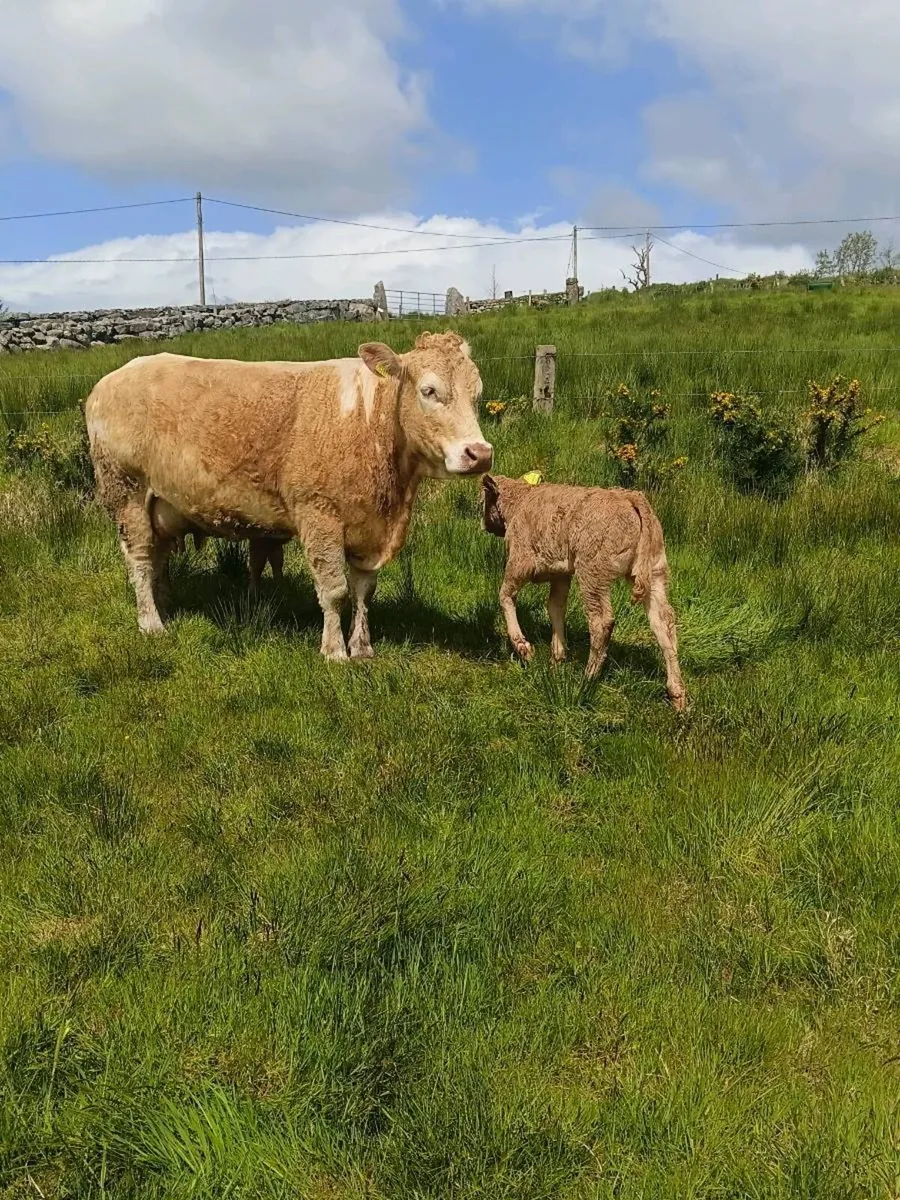 Cow,s with calves at foot - Image 2