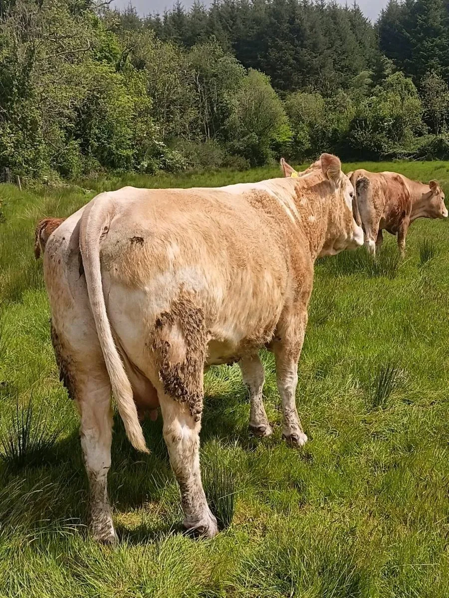 Cow,s with calves at foot - Image 3